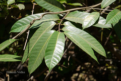Anodendron paniculatum